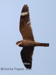 6S3A1072Lesser_Nighthawk