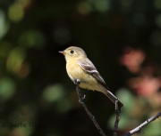 6S3A1099Buff-Breasted_Flycatcher