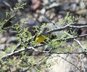 6S3A1099MacGillivary's_Warbler