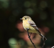 6S3A1102Buff-Breasted_Flycatcher