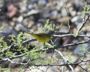 6S3A1102MacGillivary's_Warbler