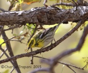 6S3A1103Townsend's_Warbler