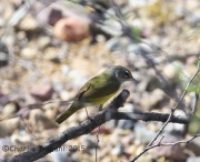 6S3A1105MacGillivary's_Warbler