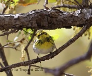 6S3A1106Townsend's_Warbler