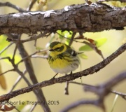 6S3A1109Townsend's_Warbler