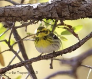 6S3A1110Townsend's_Warbler