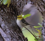 6S3A1115Female_Hermit_warbler