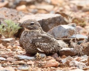6S3A1123Lesser_Nighthawk