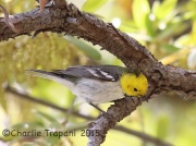 6S3A1127Hermit_Warbler