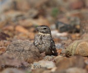 6S3A1131Lesser_Nighthawk
