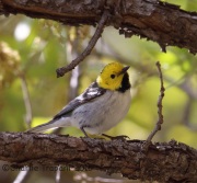 6S3A1138Hermit_Warbler