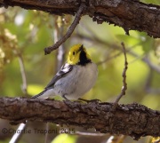 6S3A1140Hermit_Warbler