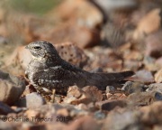 6S3A1140Lesser_Nighthawk