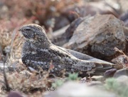 6S3A1144Lesser_Nighthawk