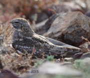 6S3A1147Lesser_Nighthawk