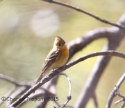 6S3A1148Tufted_Flycatcher