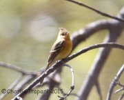 6S3A1149Tufted_Flycatcher