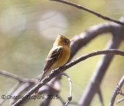 6S3A1150Tufted_Flycatcher