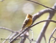 6S3A1151Tufted_Flycatcher