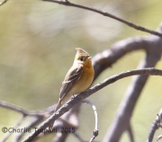 6S3A1152Tufted_Flycatcher