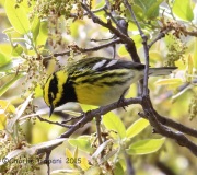 6S3A1157Townsend's_Warbler