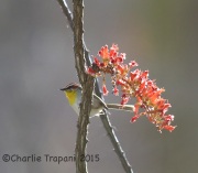 6S3A1167Rufous-Capped_Warbler
