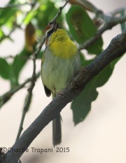 6S3A1171Rufous-Capped_Warbler