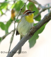 6S3A1174Rufous-Capped_Warbler