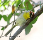 6S3A1175Rufous-Capped_Warbler