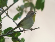 6S3A1179Rufous-Capped_Warbler