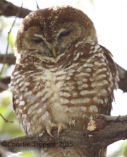 6S3A1186Spotted_Owl