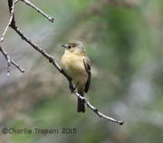 6S3A1190Buff-Breasted_Flycatcher