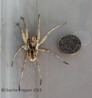 6S3A1198Carolina_Wolf_Spider