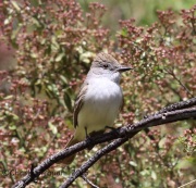 6S3A1209Ash-Throated_Flycatcher