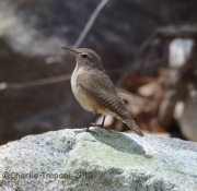 6S3A1213Rock_Wren