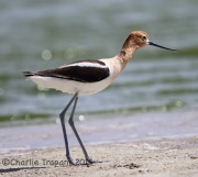 6S3A1234Avocet