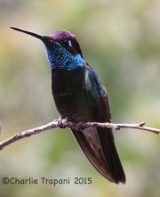 6S3A1239Magnificent_Hummingbird