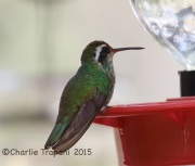 6S3A1260White-Eared_Hummingbird