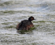 6S3A1275Eared_Grebe