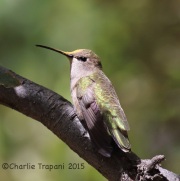 6S3A1277Broad-Billed_Hummingbird