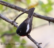 6S3A1288Painted_Redstart