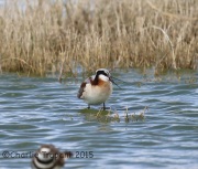 6S3A1288Wilson's_Phalarope copy