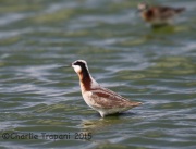 6S3A1299Wilson's_Phalarope