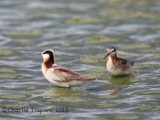 6S3A1305Wilson's_Phalaropes