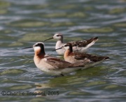 6S3A1307Wilson's_Phalaropes