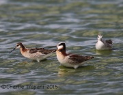 6S3A1310Wilson's_Phalaropes