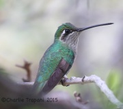 6S3A1313White-Eared_Hummingbird