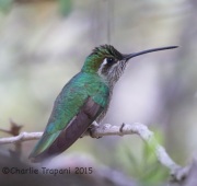 6S3A1316White-Eared_Hummingbird