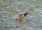 6S3A1316Wilson's_Phalarope