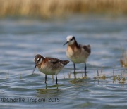6S3A1323Wilson's_Phalaropes